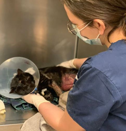 Maimed Buddy The Cat Is On The Mend - Two Teens Reportedly Arrested