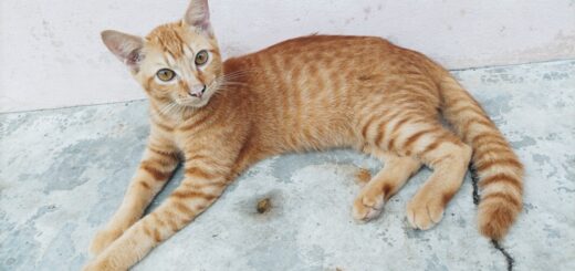 5 Fascinating Facts About Orange Cats