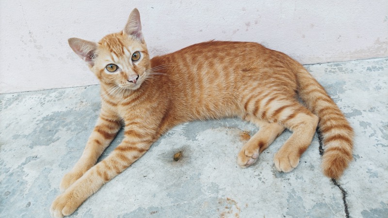 5 Fascinating Facts About Orange Cats