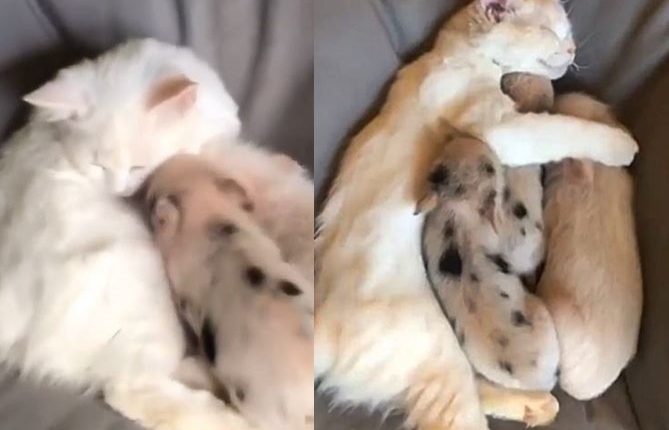 Aww These Piglets Think A Cat is Their Mom