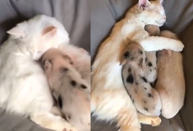 Aww These Piglets Think A Cat is Their Mom