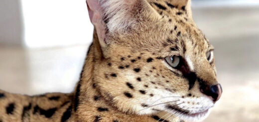 Big Cat Stryker Scares Miami Residents In Buena Vista