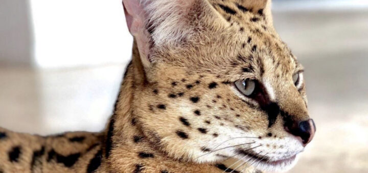 Big Cat Stryker Scares Miami Residents In Buena Vista