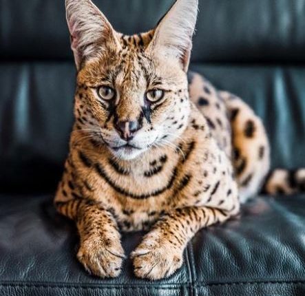 Big Cat Stryker Scares Miami Residents In Buena Vista