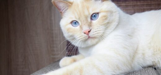 Aww!! These Piglets Think A Loving Cat Is Their Mom