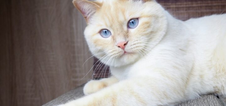 Aww!! These Piglets Think A Loving Cat Is Their Mom