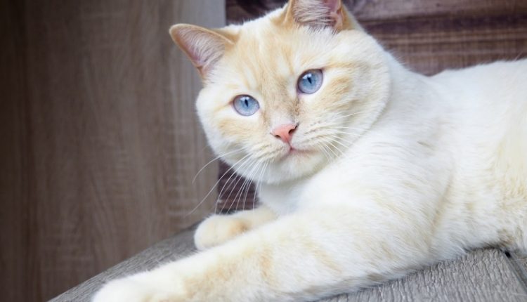 adult white cat with blue eyes playing on wooden background, paws, muzzle, tail
