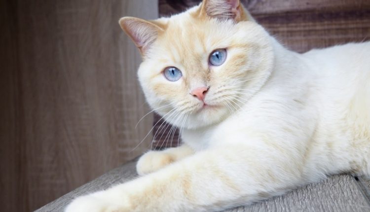 Aww!! These Piglets Think A Loving Cat Is Their Mom