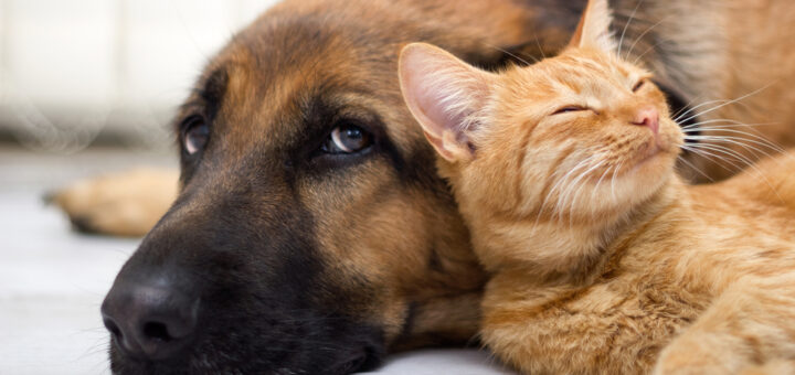 China Kills Cats & Dogs Because Of Covid - Reverses Policy After Outrage