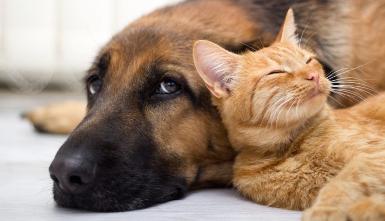 German Shepherd Dog and cat together