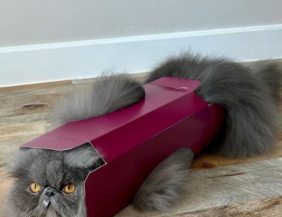 Funny Cats – boxed