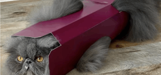 Five Hilarious Screenshots Of Funny Instagram Cats