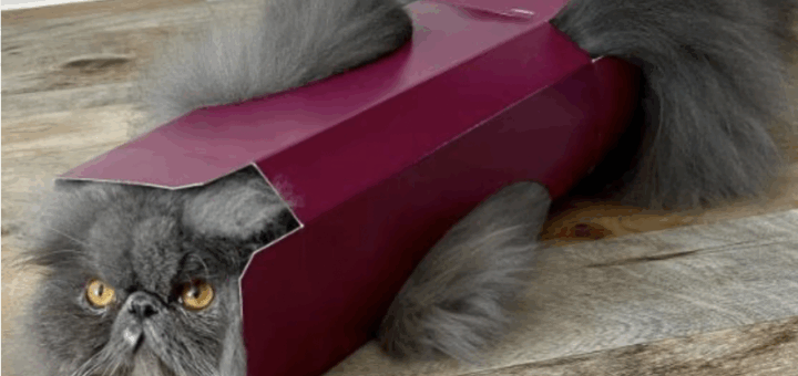 Five Hilarious Screenshots Of Funny Instagram Cats