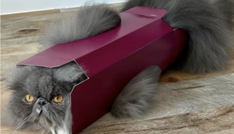 Funny-cat