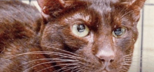 Rare Havana Brown Cat Saved From Life In A Small Cage