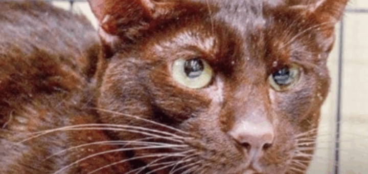 Rare Havana Brown Cat Saved From Life In A Small Cage