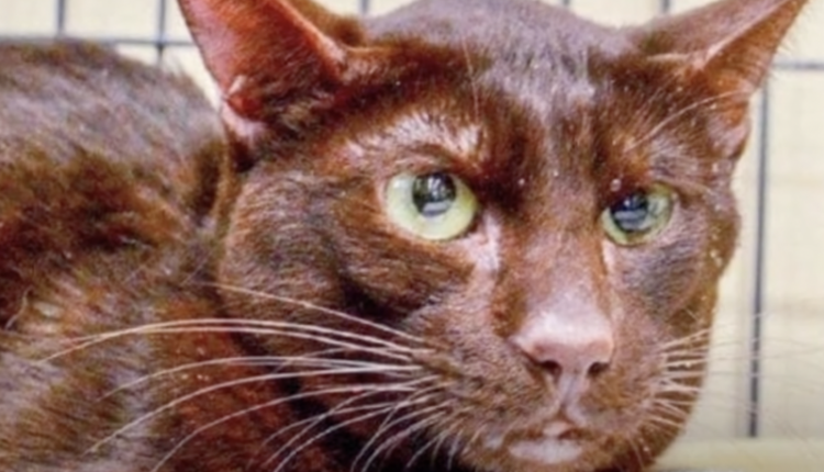 Rare Havana Brown Cat
