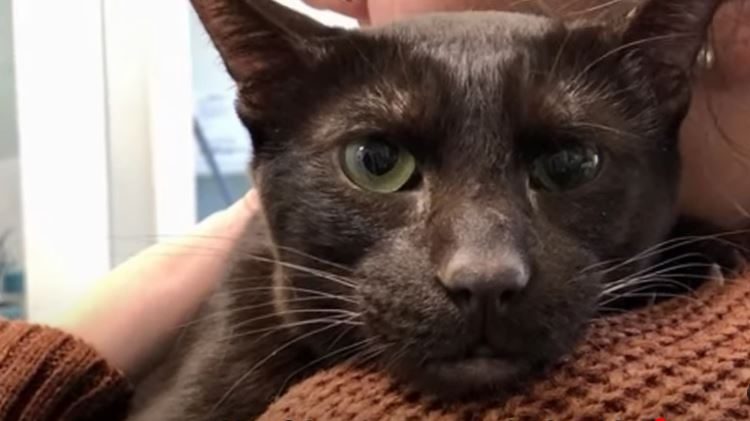 Rare Havana Brown Cat Saved From Life In A Small Cage