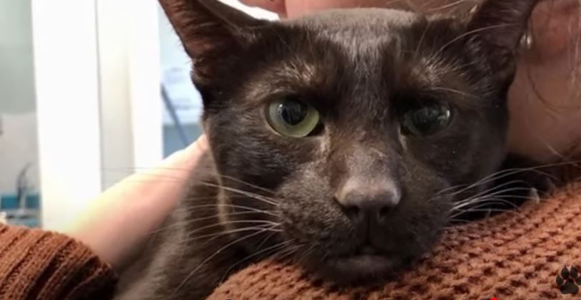 Rare Havana Brown Cat Saved From Life In A Small Cage