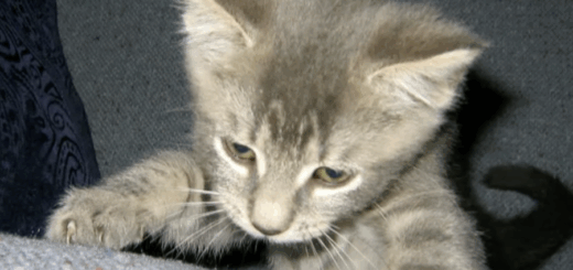 Reunited Cat Ritz Nearly Lost His Life But For Nick Of Time Save