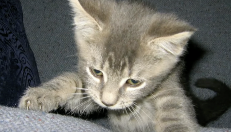 Reunited-cat