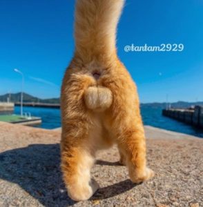 Tantam's awkward photo