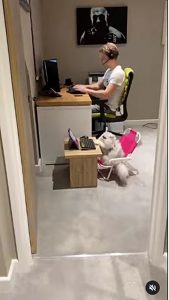 amusing feline typing