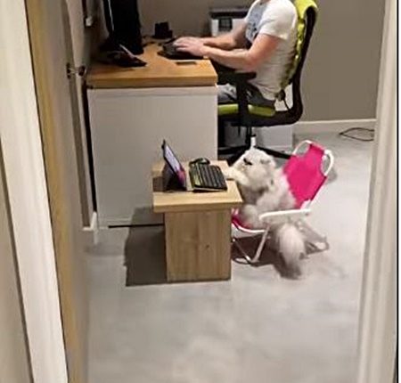 amusing feline typing