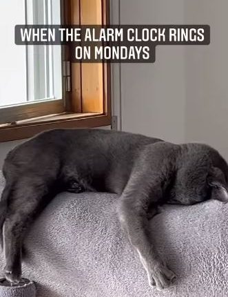 monday mood