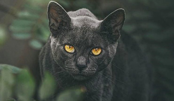 Around The World There’s A Cat Stuck In A Tree – Who To Call For Help