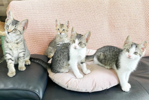 Botany Cats Launches Florida Mobile Cat Lounges In Polk County