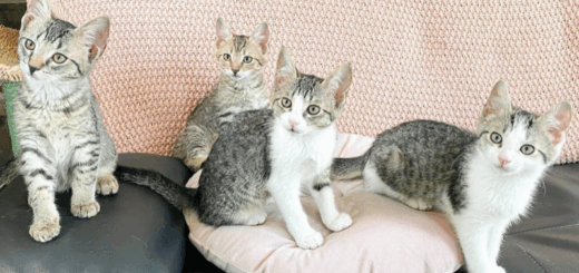 Botany Cats Launches Florida Mobile Cat Lounges In Polk County