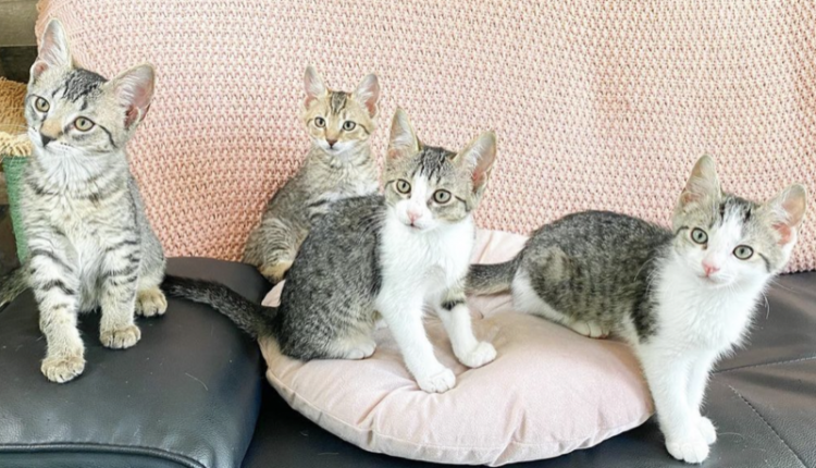 Botany-cats
