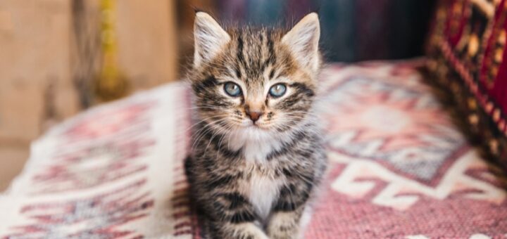 'One Cat At Time' Blogger Traveled The World House & Cat Sitting