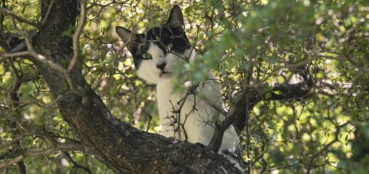 Around The World There's A Cat Stuck In A Tree - Who To Call For Help