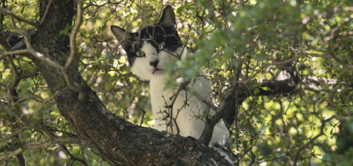 Around The World There's A Cat Stuck In A Tree - Who To Call For Help