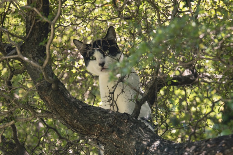 Around The World There's A Cat Stuck In A Tree - Who To Call For Help