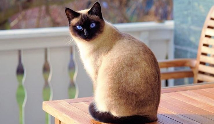 One Cat At Time Blogger Traveled The World House and Cat Sitting