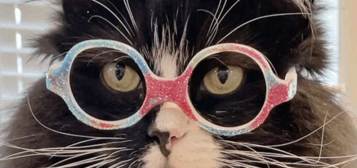 A Rescued Cat Truffles Becomes An Ambassador With Tricks