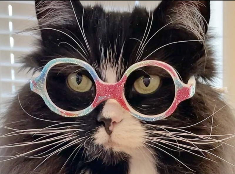 A Rescued Cat Truffles Becomes An Ambassador With Tricks
