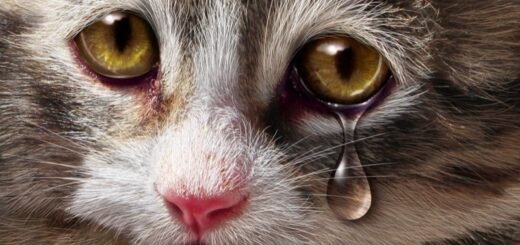 Pocahontas County Woman Held On $10,000 Bond For Neglecting Multiple Cats