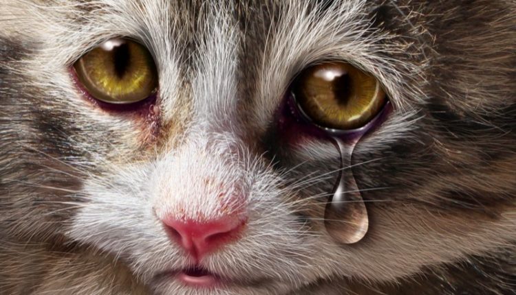 Animal Abuse