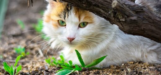 New Zealand Vows Fast-Tracked Eradication Of Feral Cats On Stewart Island