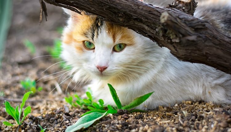 street cat