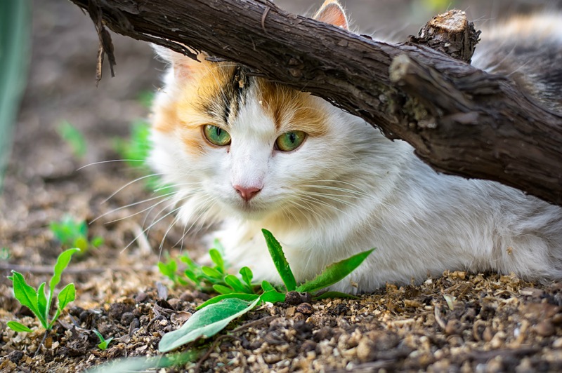 New Zealand Vows Fast-Tracked Eradication Of Feral Cats On Stewart Island