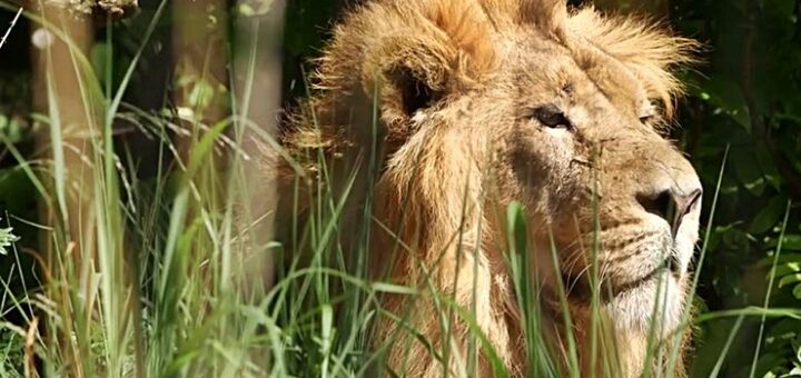 Endangered Lion Bhanu Squeezes Into CAT Scanner In London