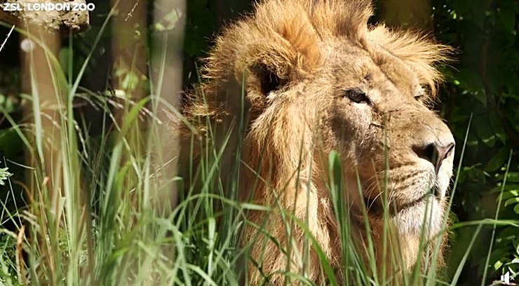 Endangered Lion Bhanu Squeezes Into CAT Scanner In London