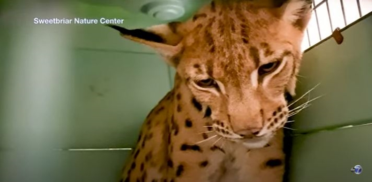 Long Island Authorities Call For Info On Exotic Wild Cat Owner