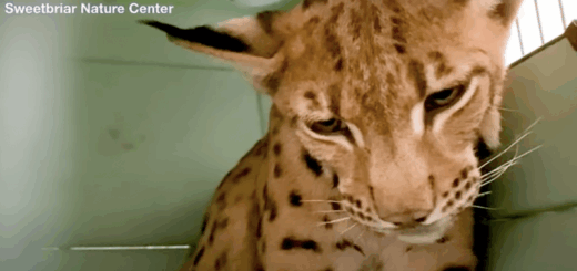 Long Island Authorities Call For Info About The Owner Of A Captured Exotic Cat