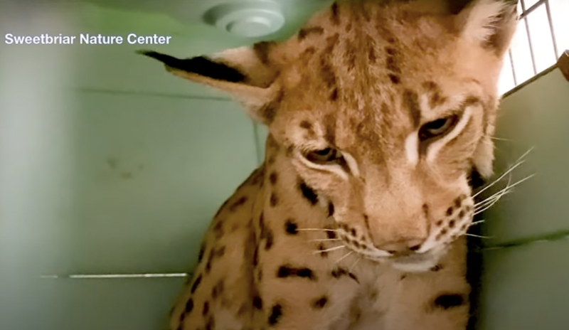 Long Island Authorities Call For Info About The Owner Of A Captured Exotic Cat